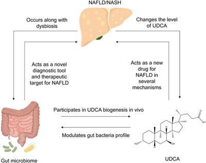 Understanding the role of ursodeoxycholic acid and gut microbiome in non-alcoholic fatty liver disease: current evidence and perspectives